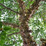 Como usar o fertilizante Forth para jabuticabeiras sem errar a mão